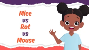 Mice vs Rat vs Mouse